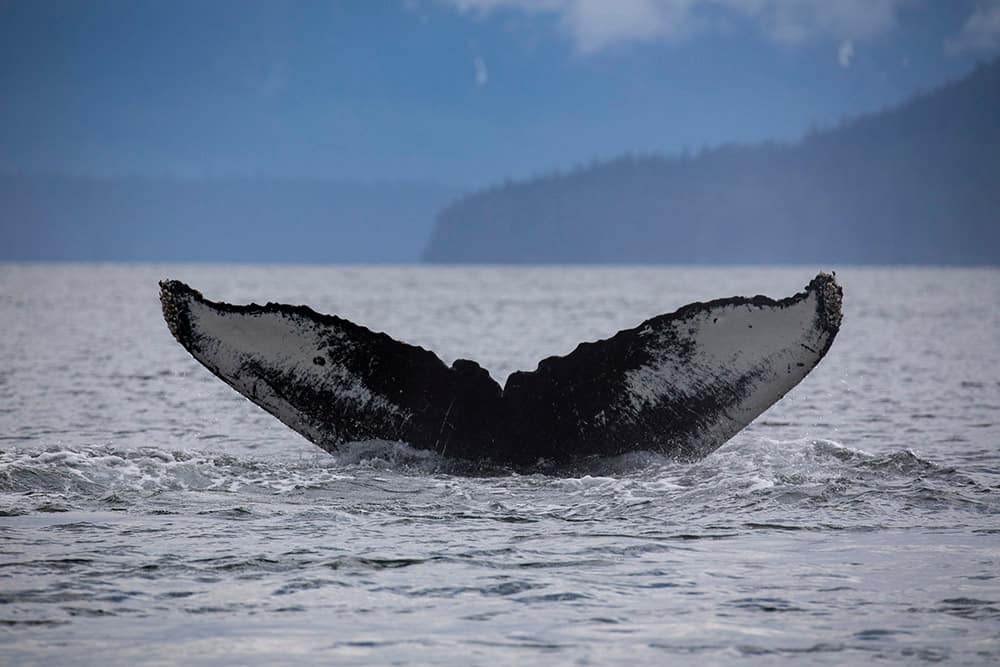 Wyland Says Alaska Cruises are the Best Way to See this Incredible Destination