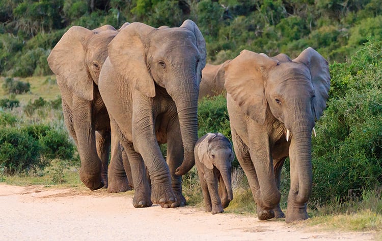 Africa Cruises Norwegian Cruise Line to Bring Out Your Wild Side