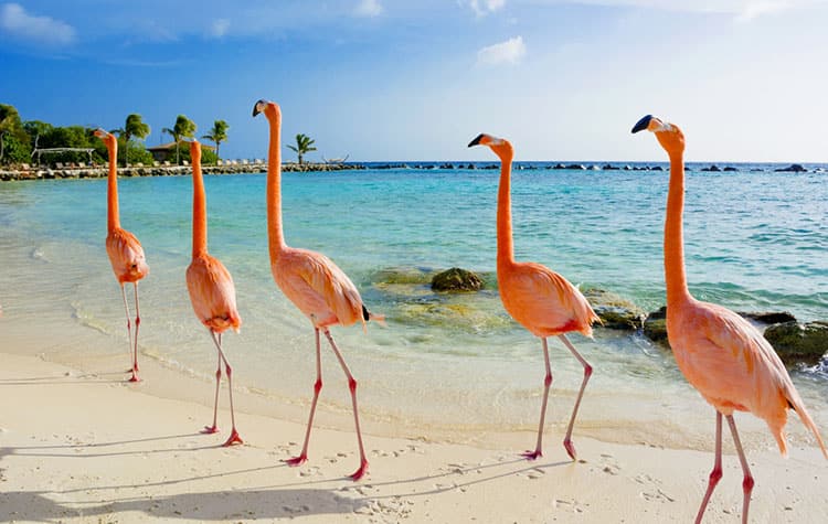 Aruba's Pristine Coastline