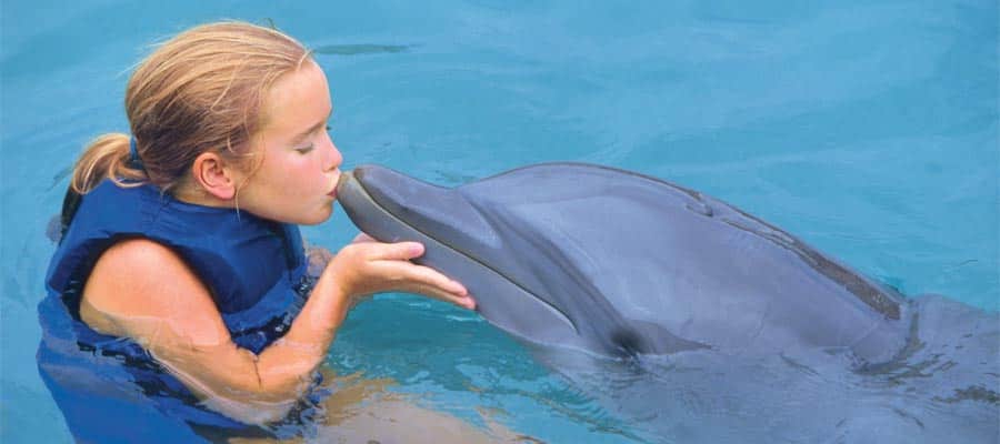 Cruise to Bemuda and swim with dolphins