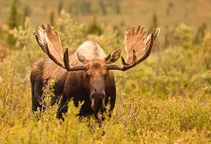 14-Day Denali/Valdez Explorer