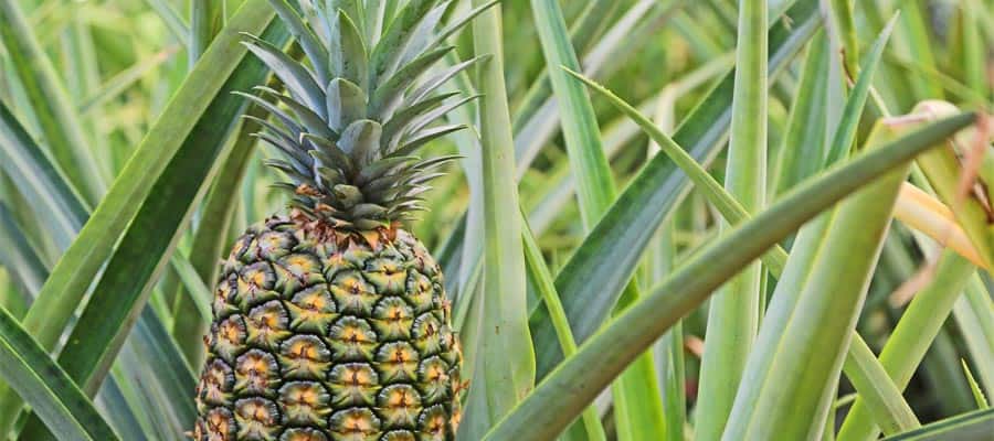 Dole Plantation in Hawaii
