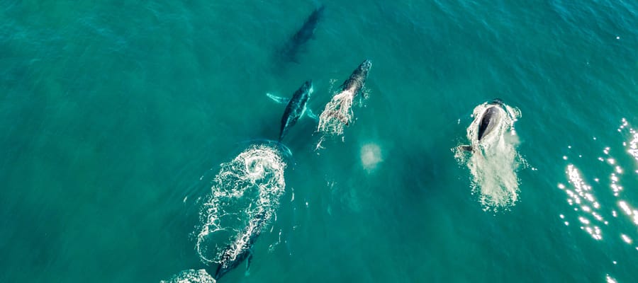 cruise to africa with norwegian cruise line