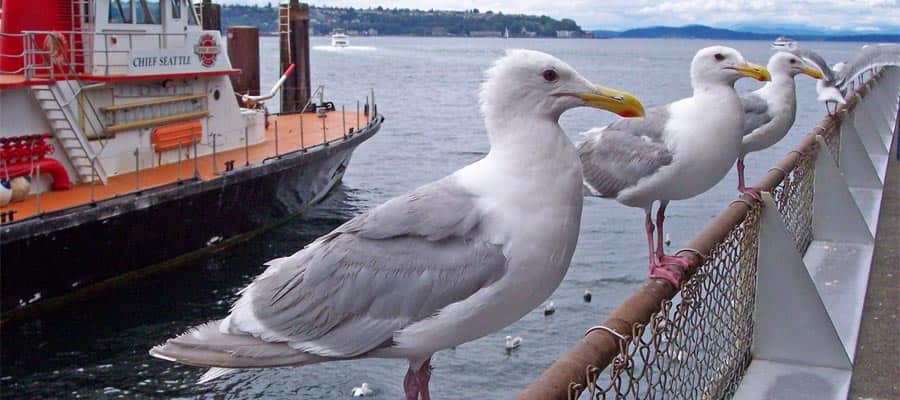 Seagulls on the wharf on your Seattle cruise
