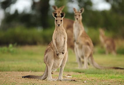 New Australia Cruises