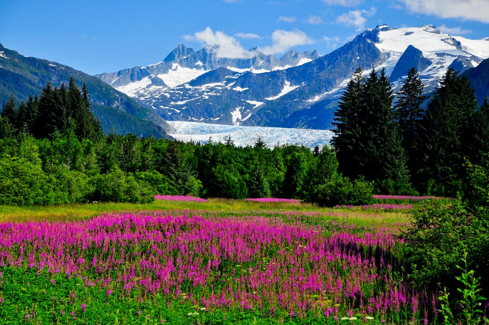 See Mendenhall Glacier on a Cruise to Alaska See Mendenhall Glacier on a Cruise to Alaska