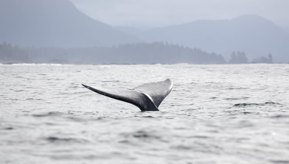 See Gray Whales on Norwegian's Cruise to Alaska See Gray Whales on Norwegian's Cruise to Alaska