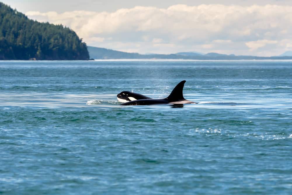 See Orca Whales on Norwegian's Cruise to Alaska See Orca Whales on Norwegian's Cruise to Alaska