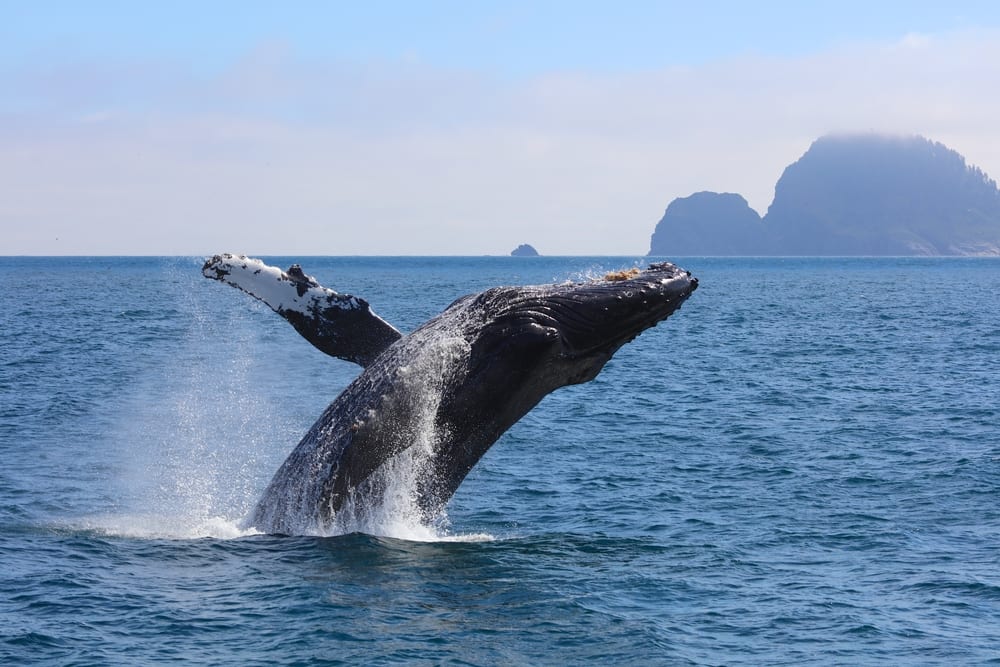 See Humpback Whales on Norwegian's Cruise to Alaska See Humpback Whales on Norwegian's Cruise to Alaska