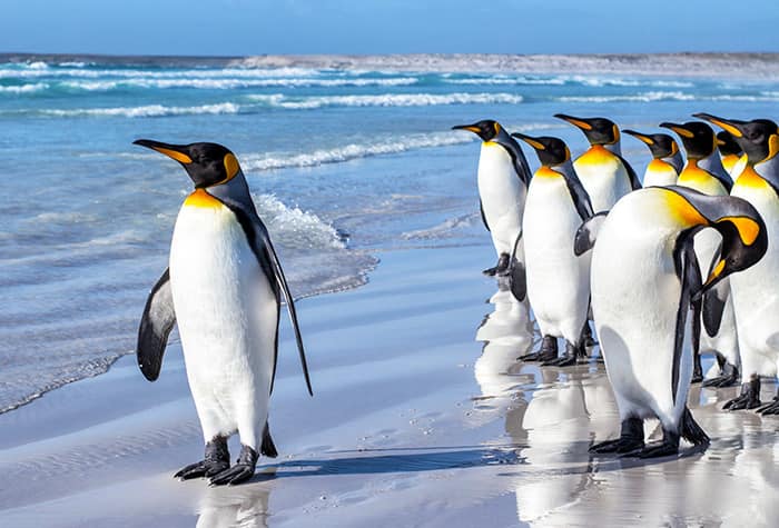 Cruise to Stanley, Falkland Islands